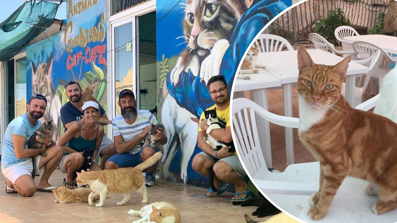 OMG! Malta’s first Cat Café is opening SOON & we can't contain our
