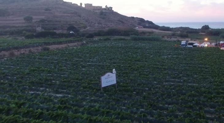 Wine under the stars: this weekend Marsovin showcases its distinctive vintages in a sea of vineyards by Ramla Bay