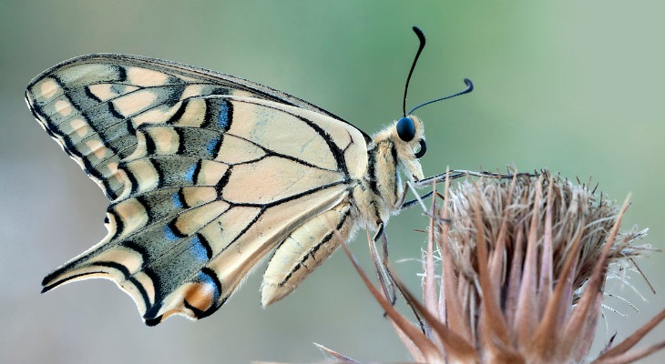 Common Yellow Swallowtail or Old World Swallowtail (Papilio Machaon)