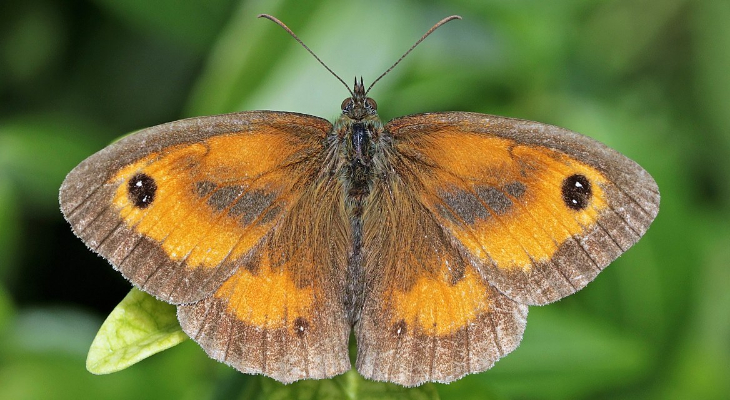 Gatekeeper or Hedge Brown (Pyronia Tithonus)