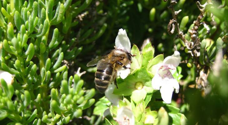 Maltese honeybee national insect