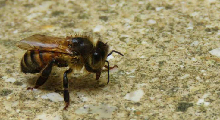 Maltese Honeybee Instagram/Claire Farrugia