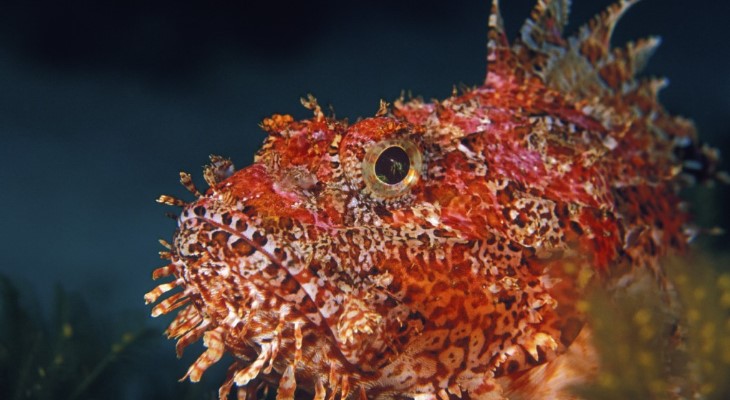 Scorpion fish