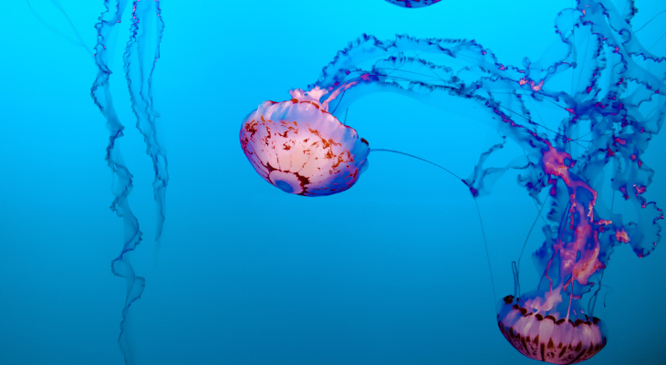 Does pee really cure jellyfish stings? Well…