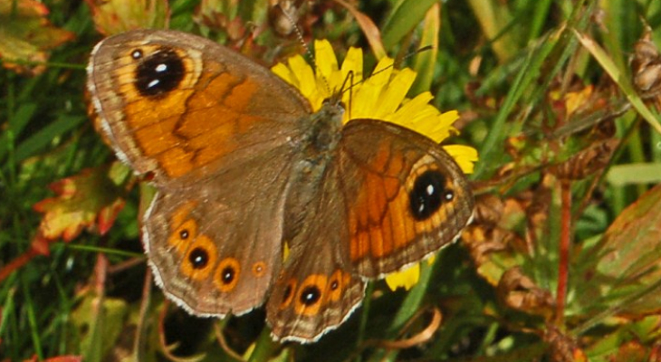 Large Wall Brown (Lasiommata Maera)