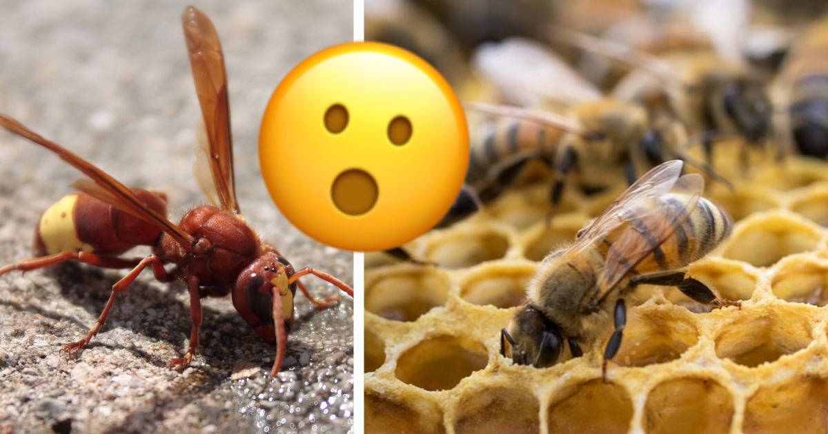 Maltese Honeybee Has ‘developed A Strategy To Kill Hornets’ Coalition Says