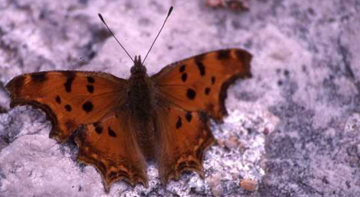 Southern Comma (Polygonia Egea)