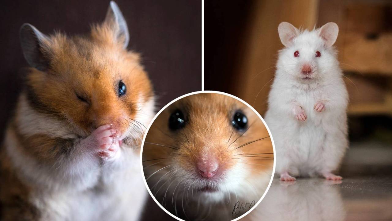 Adopt a hamster! These cuties are looking for a forever home