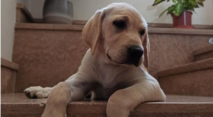 Christine Sciberras via Labradors & Friends Malta / Facebook