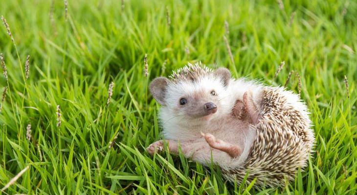 hedgehogs