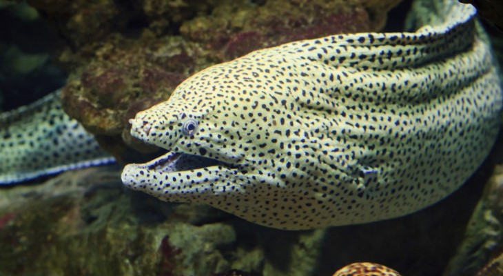 Morray Eel