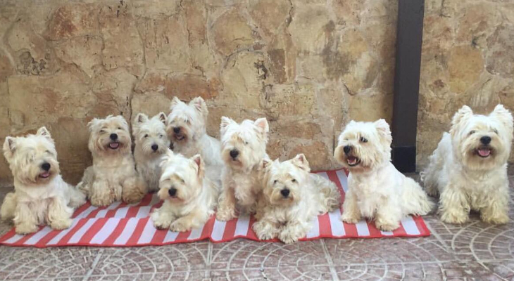 westies