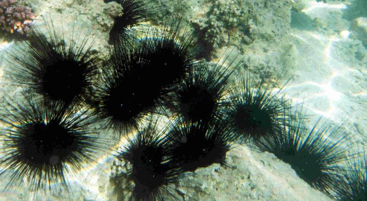 Sea urchins