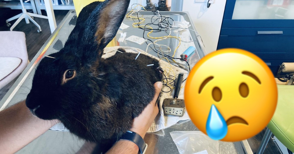 What a fighter! BunBun the rabbit receives acupuncture treatment to treat paralysis