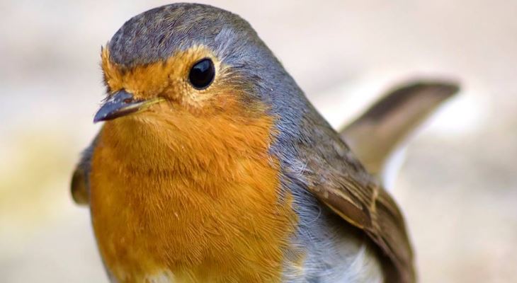 birds
