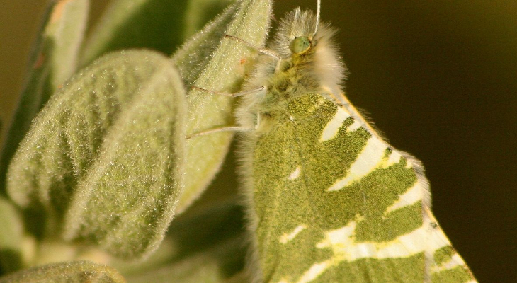 Green-Striped White (Euchloe Belemia)