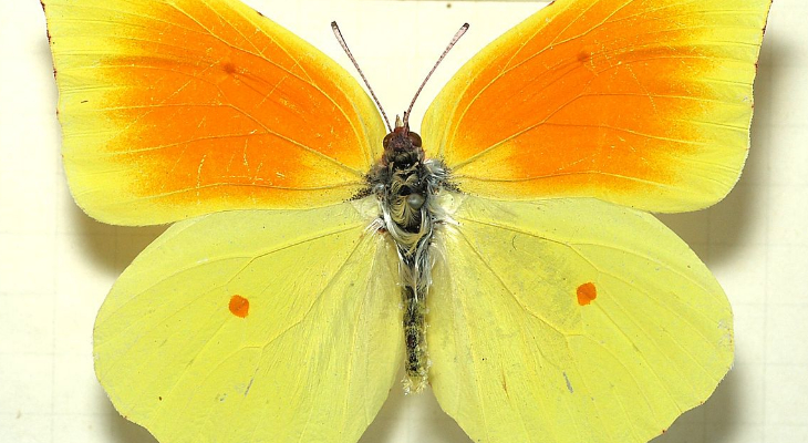 Cleopatra (Gonepteryx Cleopatra)