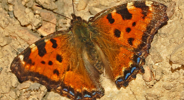 Blackleg Tortoiseshell (Nymphalis Polychloros)