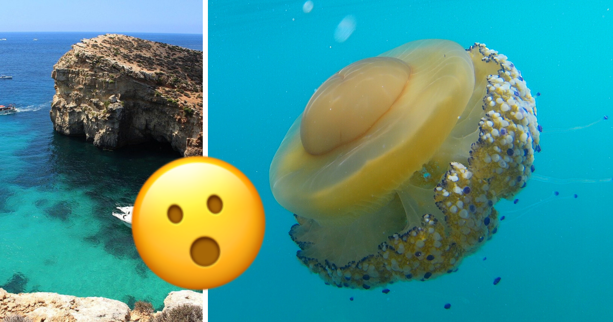 back! Friendly ‘fried egg’ jellyfish returns to Maltese waters