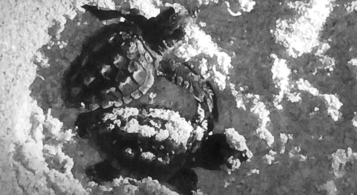 Last turtle