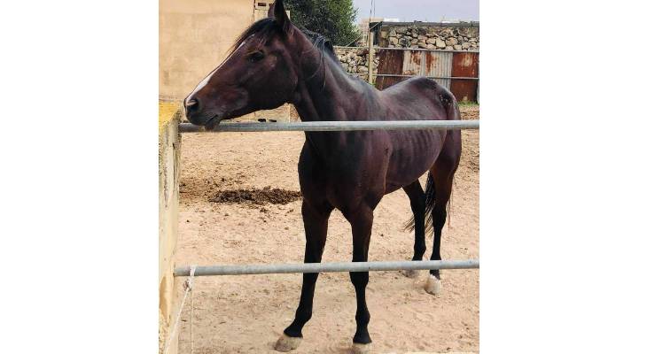 Christine Coppini via Rehome a Horse Malta / Facebook