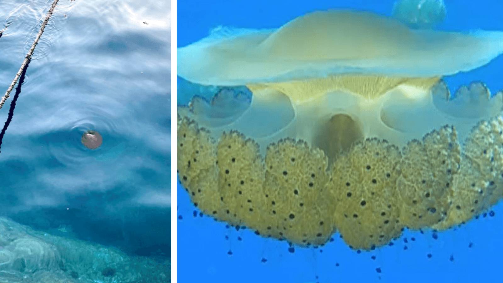 WATCH Harmless fried egg jellyfish spotted once again in Maltese waters