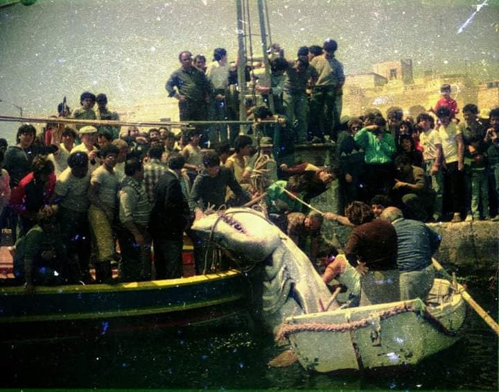 Did you know that in 1987 the largest great white shark was captured in Malta?