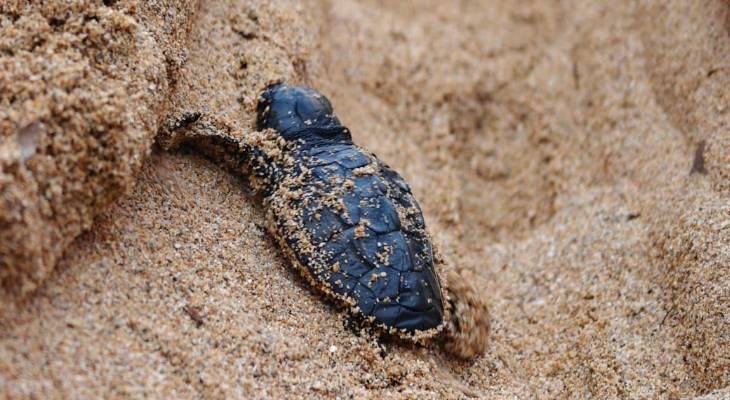 Turtles released at Golden Bay