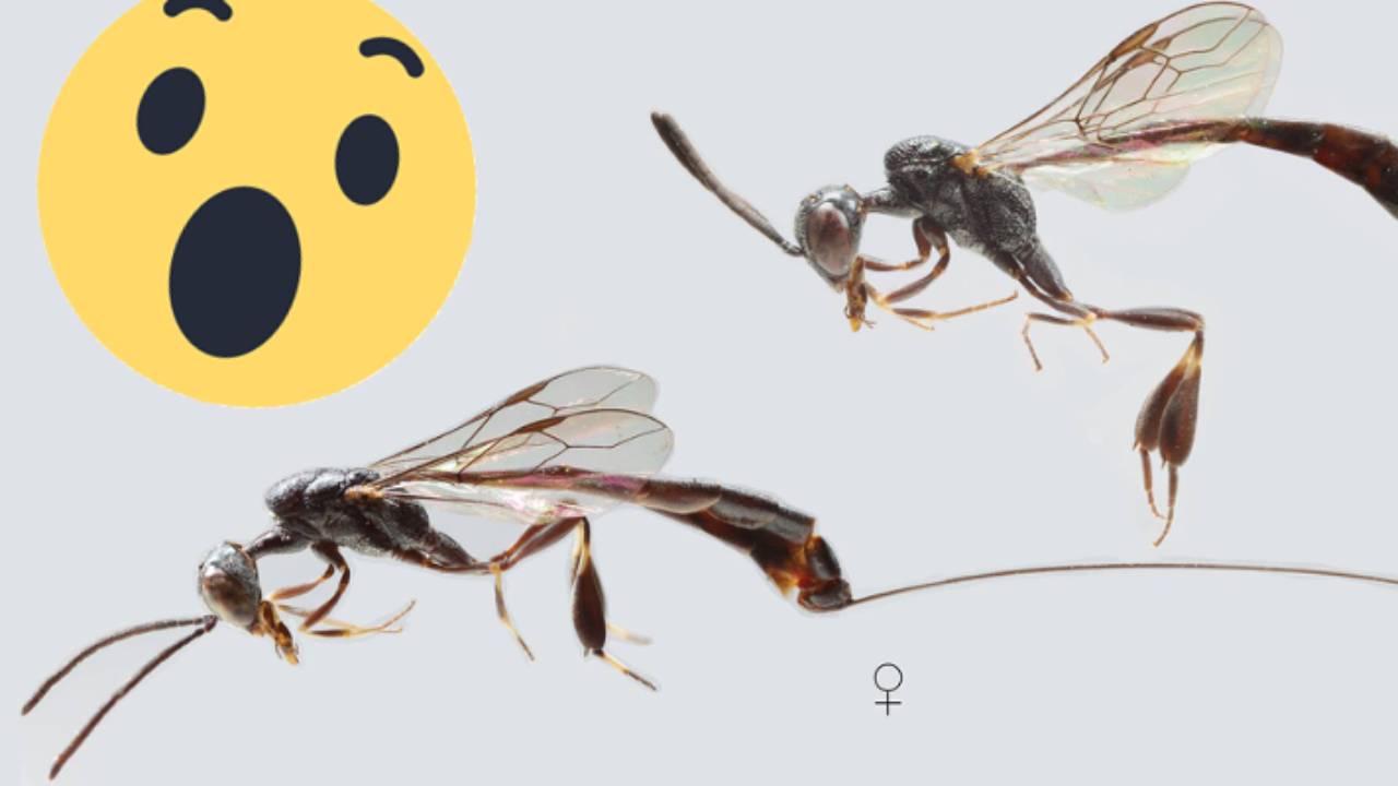 This 'peculiar' wasp from Malta & Sardinia was completely unknown to