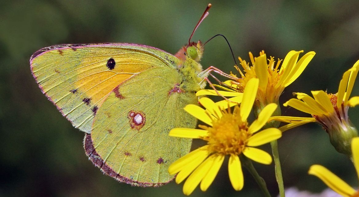 Clouded Yellow (Colias Croceus) male