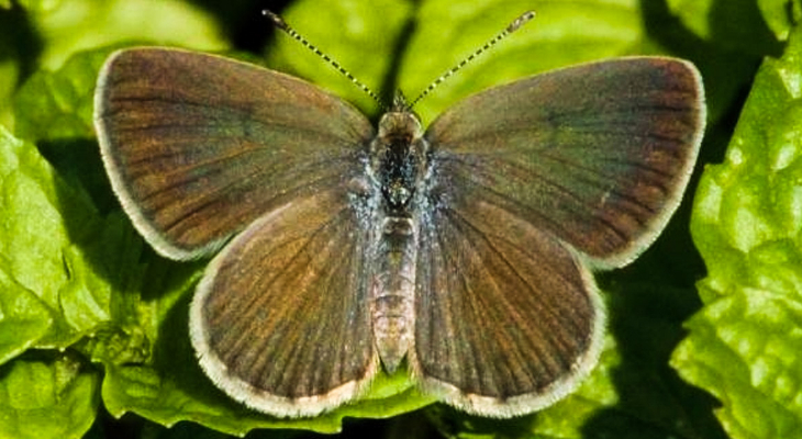 African grass blue Zizeeria knysna knysna