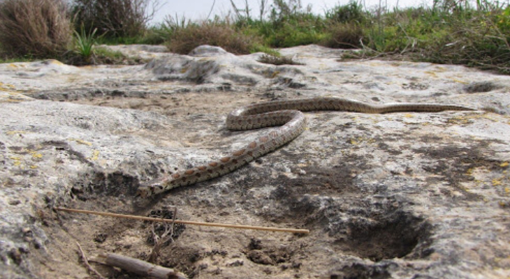 Leopard Snake Arnold Sciberras