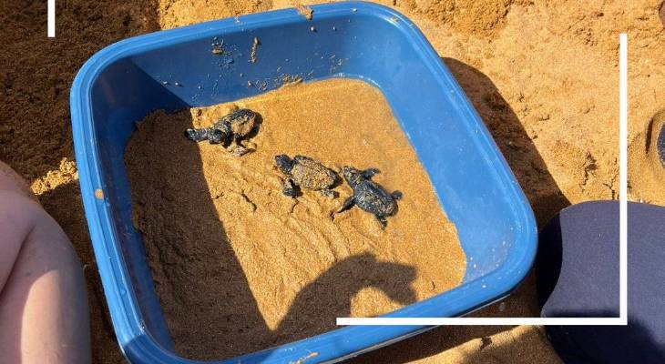 Turtles released at Ramla l-Hamra