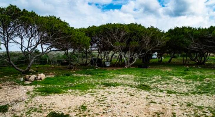 comino