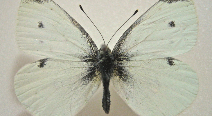 Small White (Pieris Rapae) male