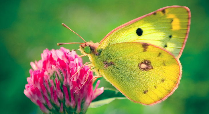 Pale Clouded Yellow (Colias Hyale)