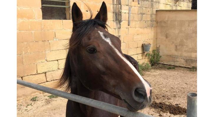 Christine Coppini via Rehome a Horse Malta / Facebook