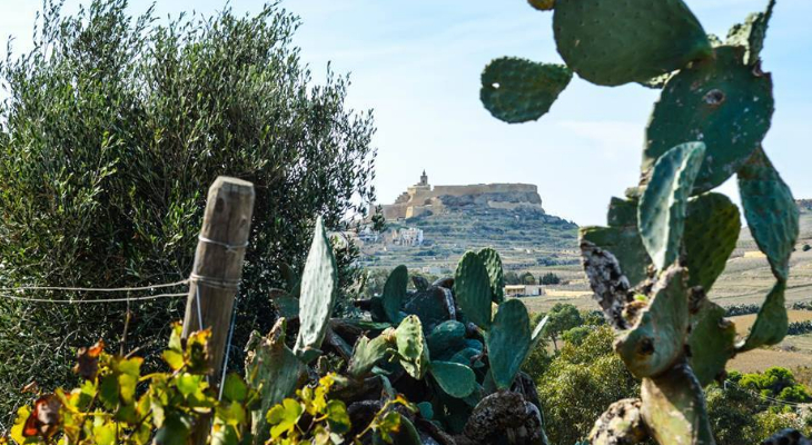 Some wine in the sun? Pick up a glass and go on a tour of Malta’s vineyards