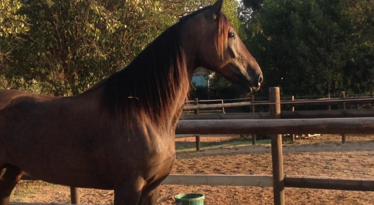 horses