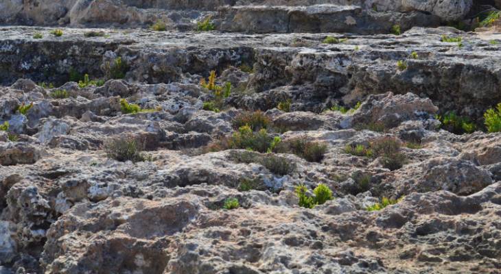 Sea Lavender New Plant Malta