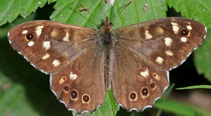 Speckled Wood (Pararge Aegeria) male