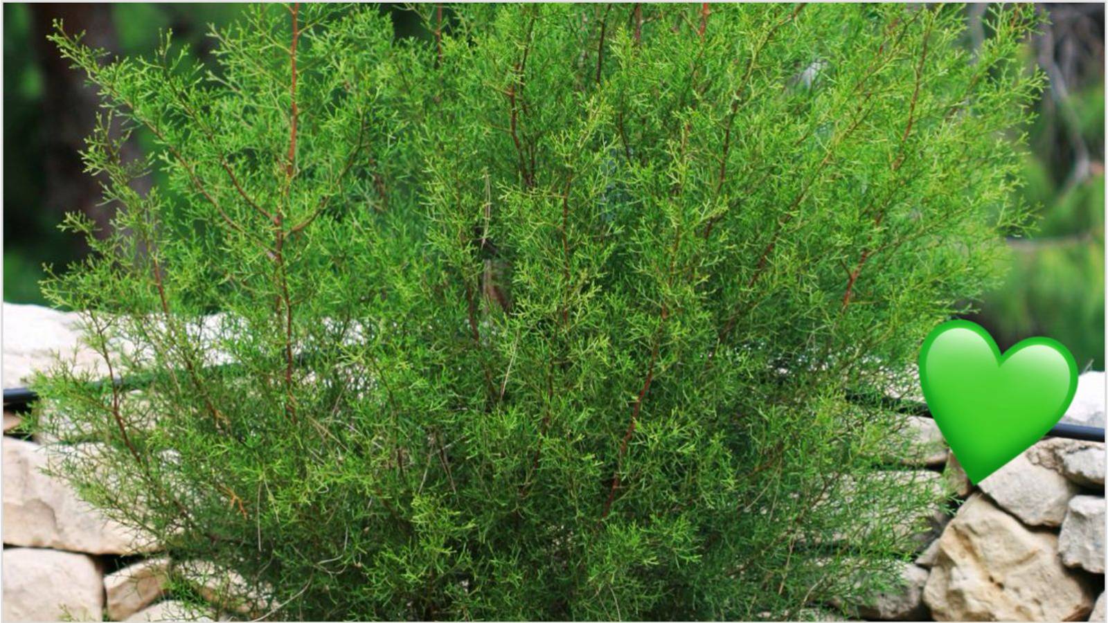 Did You Know That The Sandarac Gum Tree Better Known As Gharghar Is 