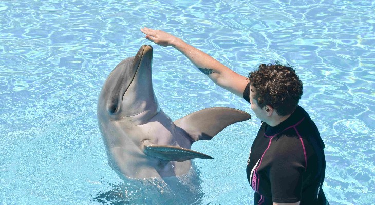 dolphins