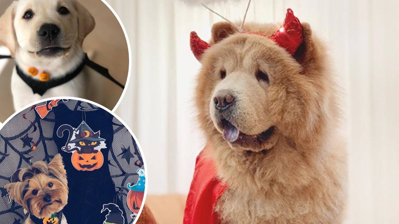 10 Maltese doggos that absolutely ROCKED their Halloween costumes this year