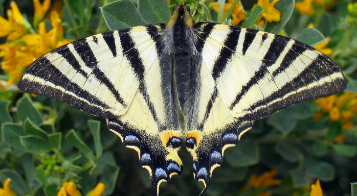 Scarce Swallowtail or Sail Swallowtail (Iphiclides Podalirius)