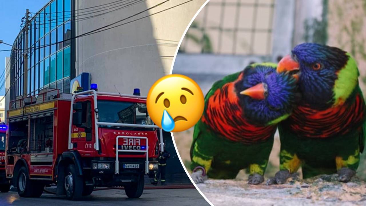 Oh no! Fire at an exotic pet shop in San Gwann costs the lives of two parrots