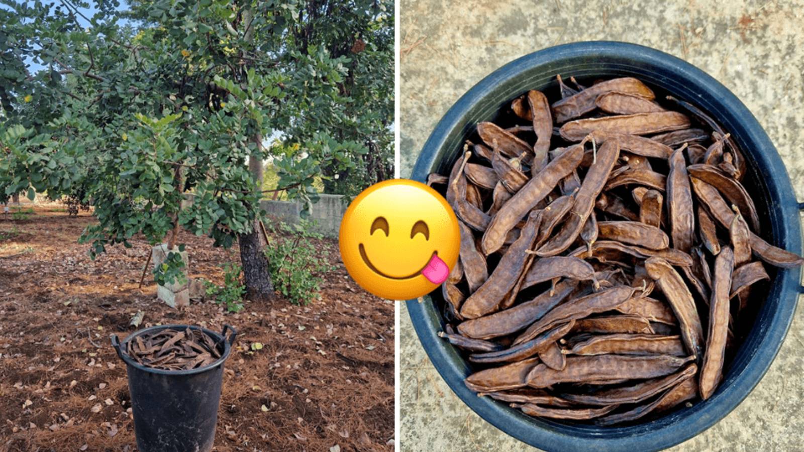 It’s carob season! Maltese chef dubs carob tree fruits as local 'super