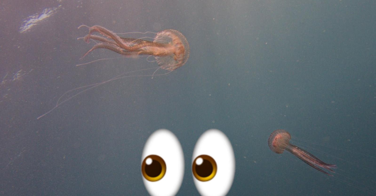 Jellies all out! Here's why Malta's waters are currently packed with