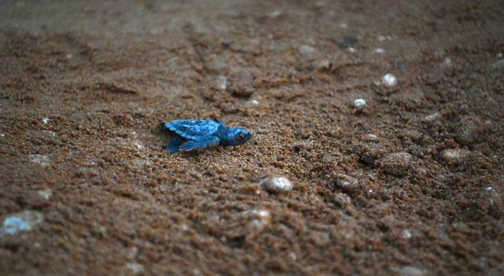 32 loggerhead turtles hatch in Gozo