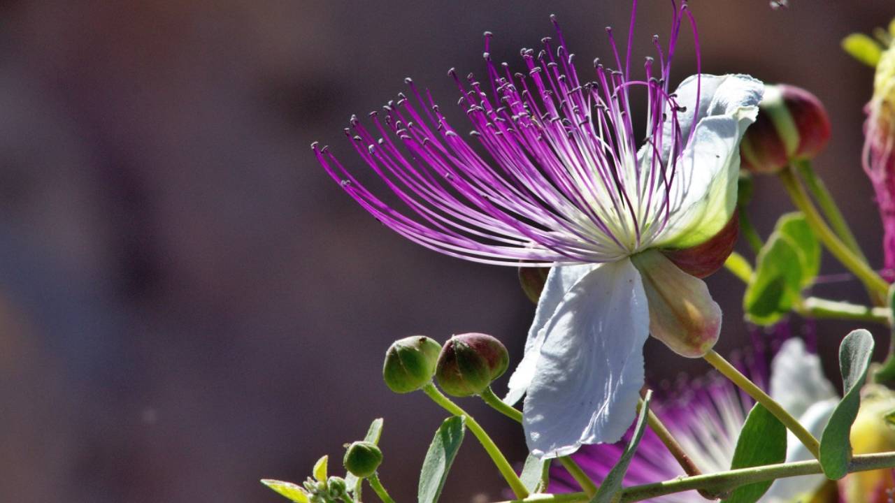 Behold the caper flower one of the most beautiful flowers on the